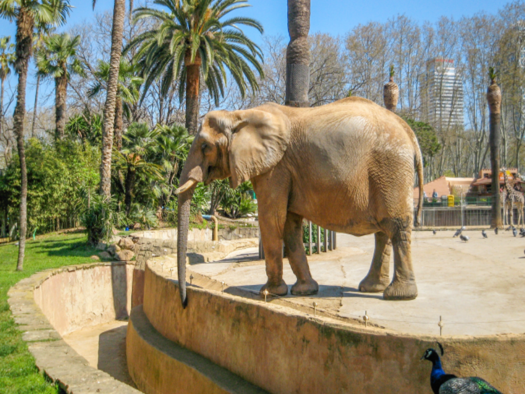 Zoo of Barcelona